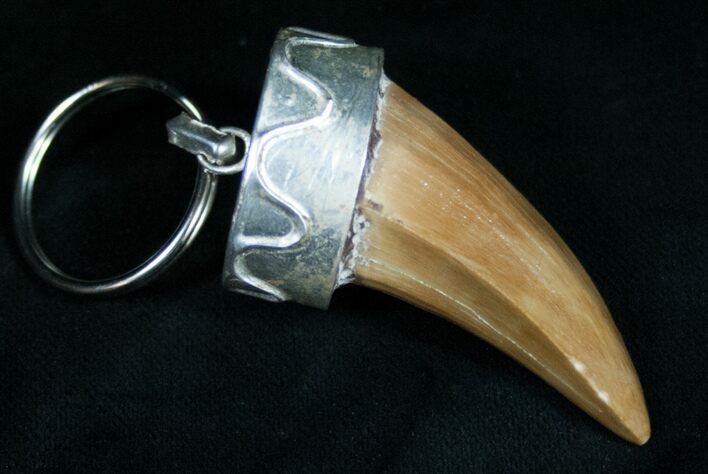Authentic Fossil Mosasaurus Tooth Keychain #11060